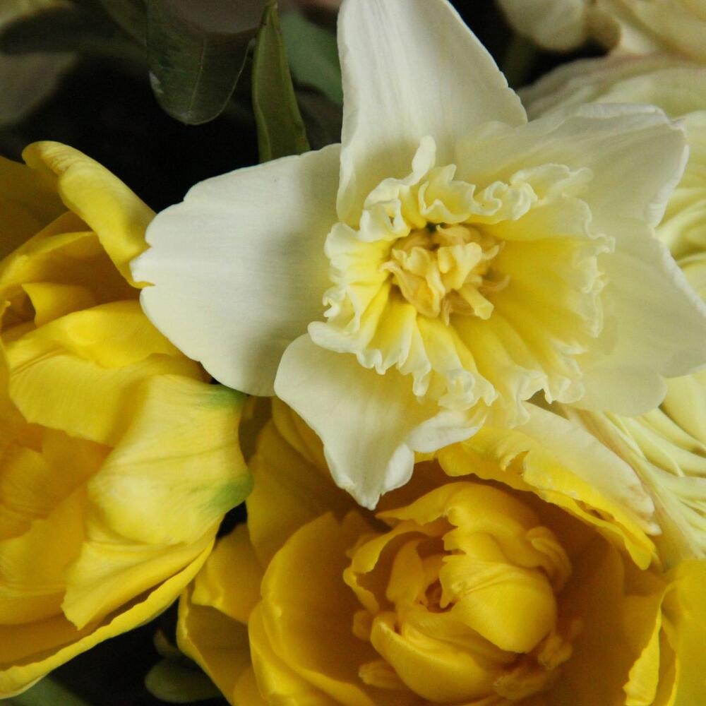 ромашками и пионовидными розами ромашками и пионовидными розами